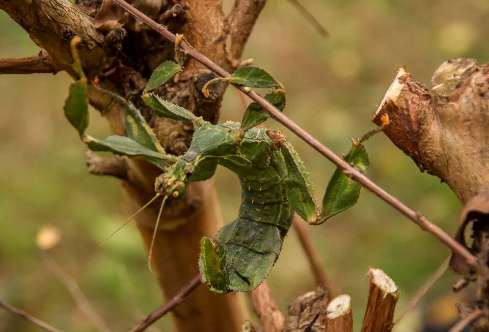 Insect stick insect green