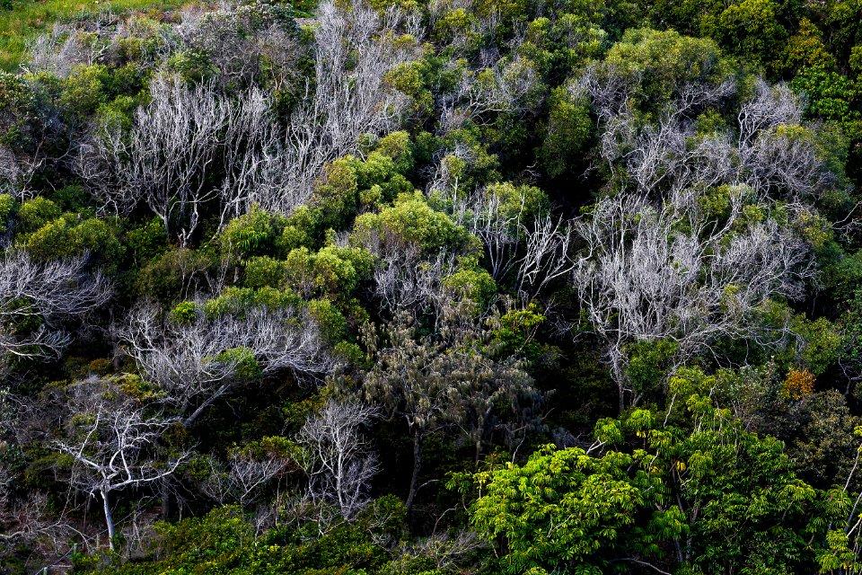 Conservation, Earth, Hiking