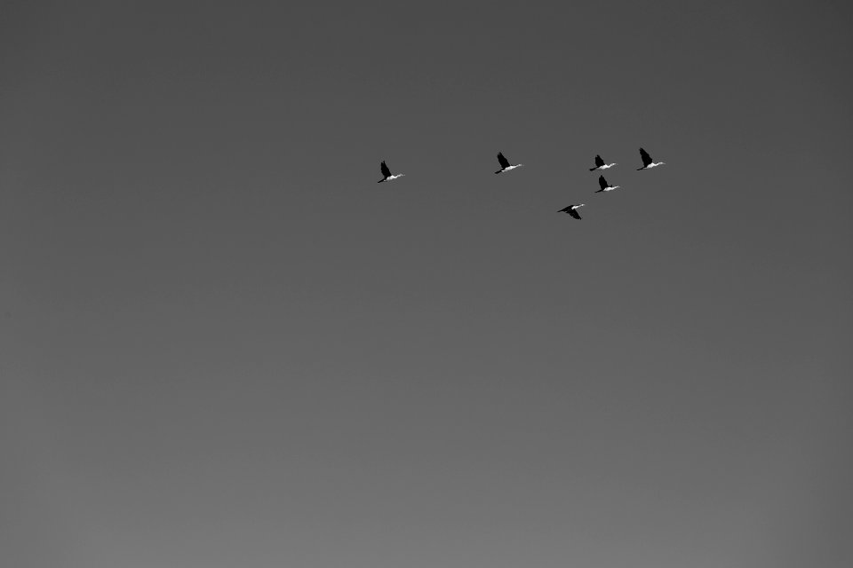 Sky, Ocean, Migration