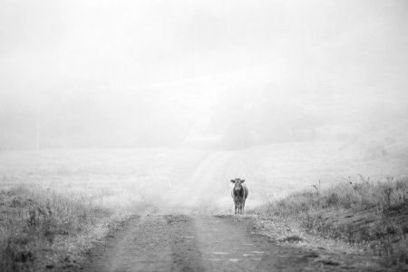 Burnett creek road, Maroon, Australia photo