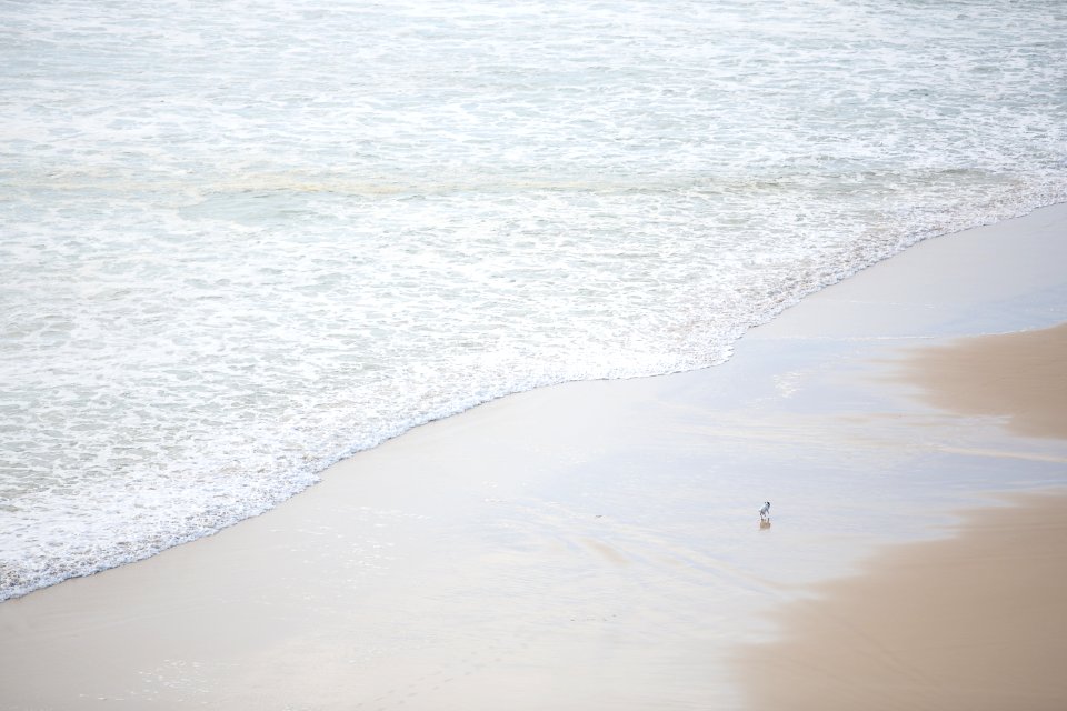 Queensl, Beach, Animal