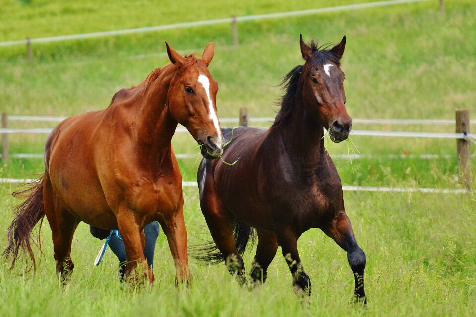 Stallion eat paddock