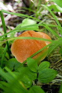 Grass mushroom forest photo
