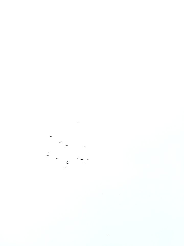 flying bird under clear skies