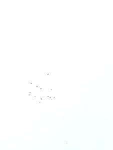 flying bird under clear skies