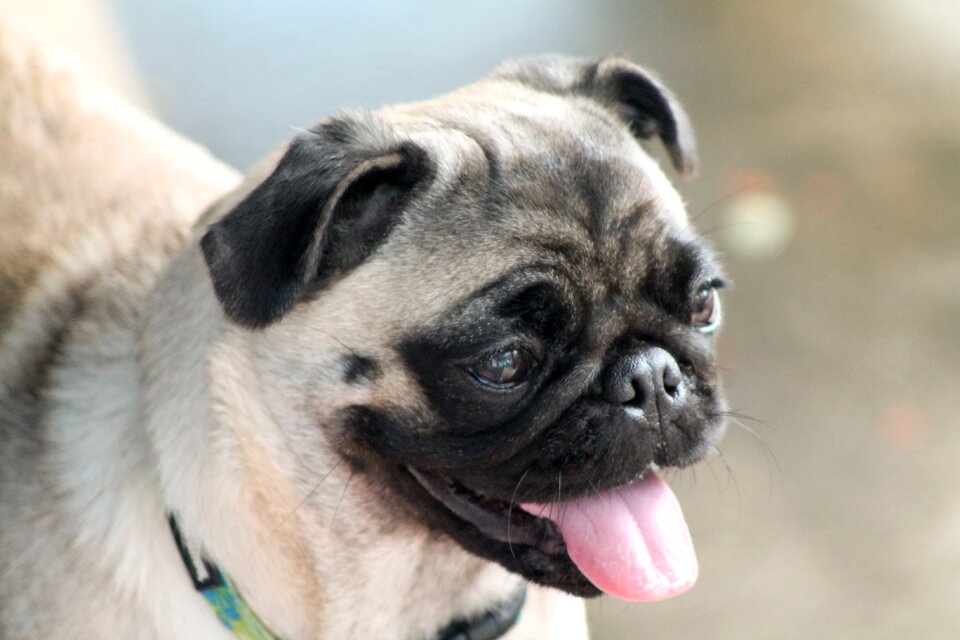 Pets beautiful dog breed pug