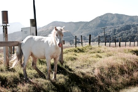 New zeal, Mountains, Horse