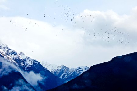flock of birds flying above snow covered mountain during daytime photo