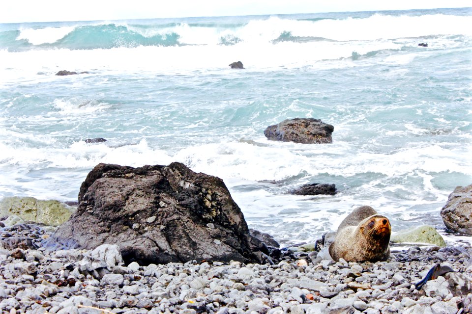 Ngawi, Cape palliser, New zeal