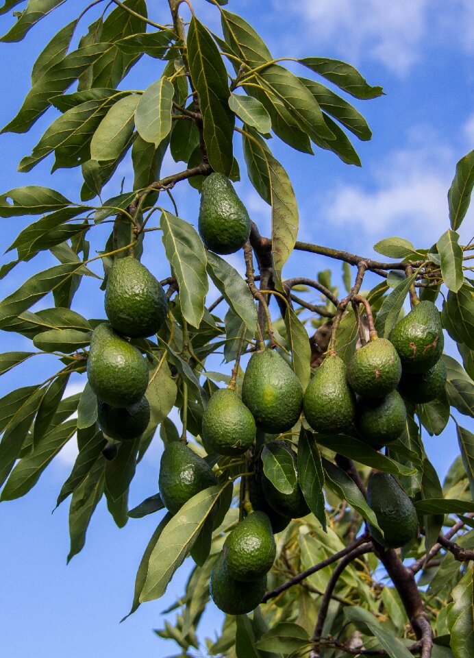 Avocados fruit green