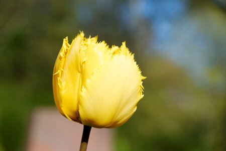 Garden yellow spring