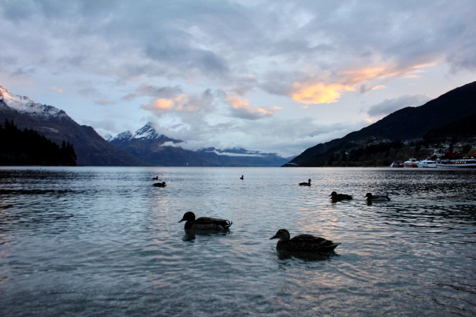 Queenstown, New zeal, Duck
