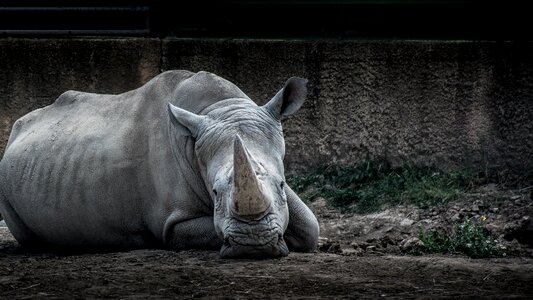 Wildlife wild safari