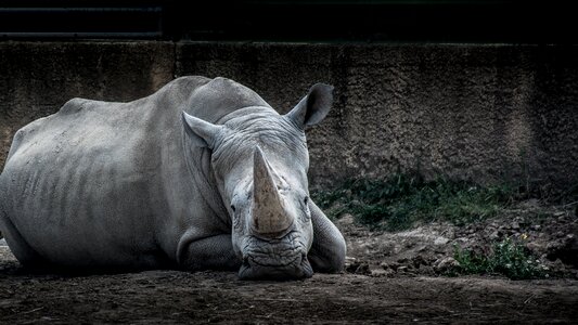 Wildlife wild safari photo