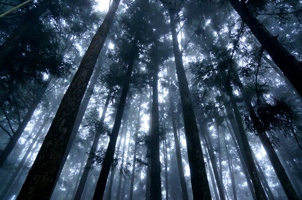 Light, Forest, Tall