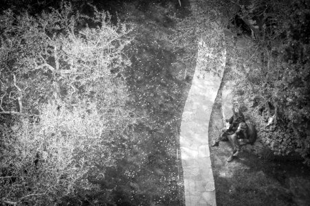 Trees, Peace, Milan