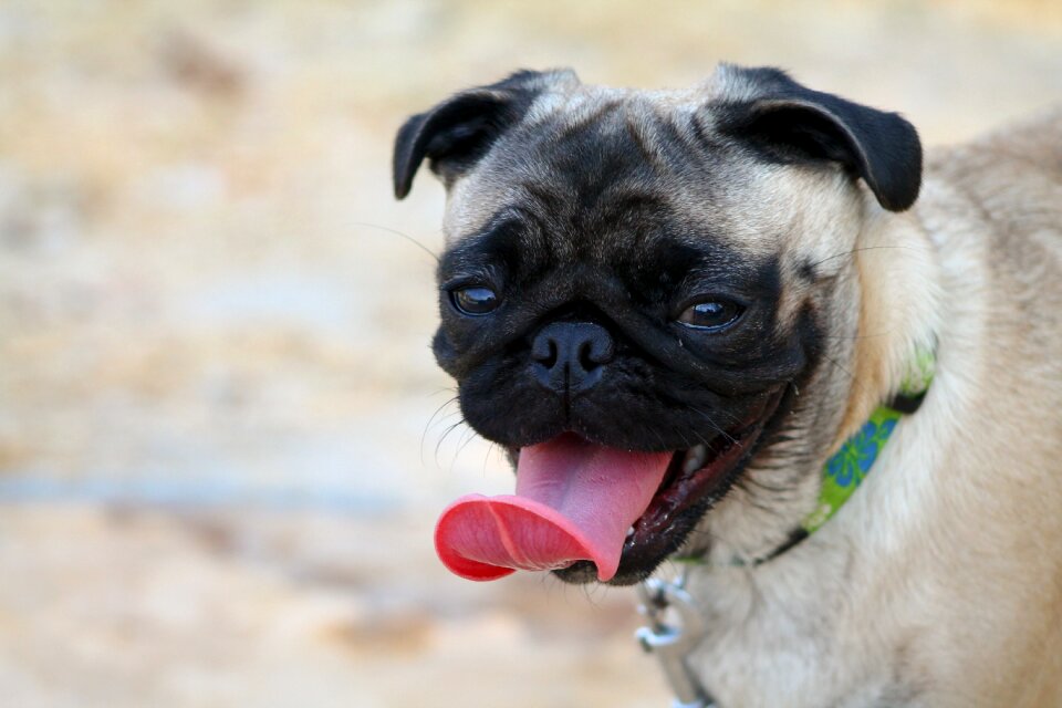 Pets beautiful dog breed pug