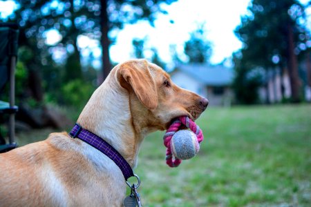 Red feather lakes, United states, Toy photo