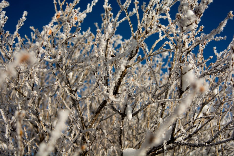 Frost, Lovel, United states
