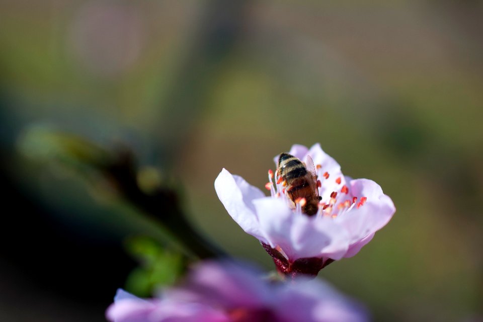 Collebeato, Italy, Bokeh