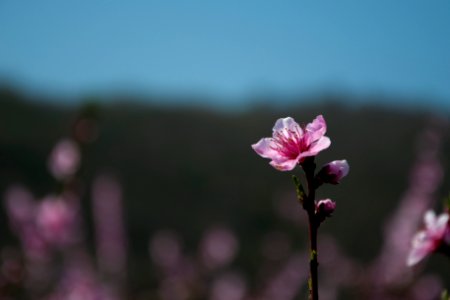 pink-and-white flowers photo