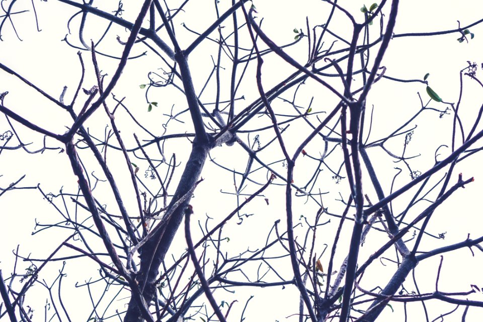 Singapore, Tree, Branches