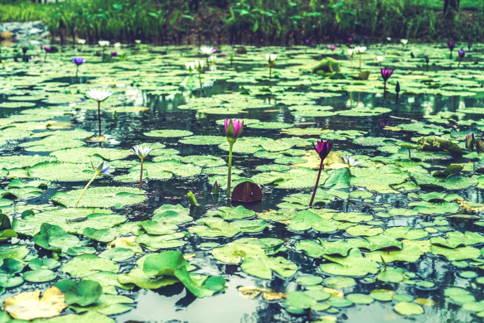 Singapore, Water, Lily pad