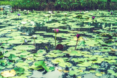 Singapore, Water, Lily pad