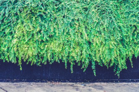 Singapore, Plant, Fence