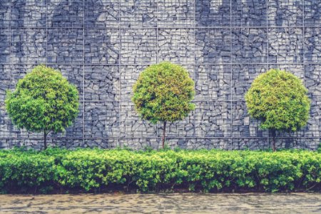 green leafed trees and plants beside chain fence photo