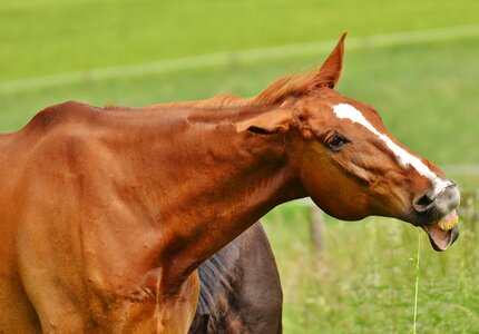 Eat paddock brown photo