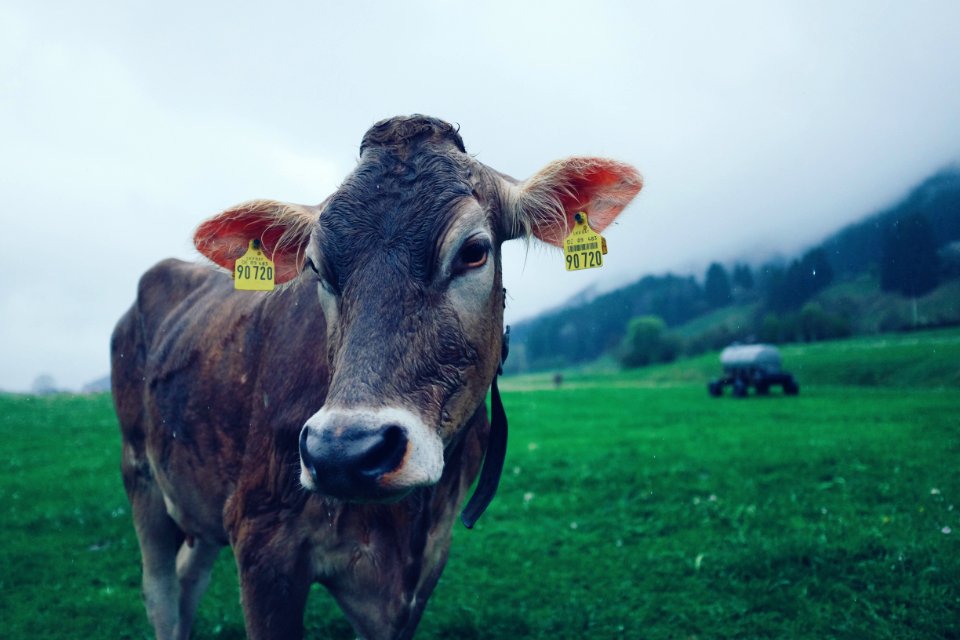 Allg u, Bad weather, Mist