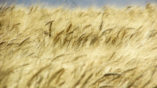 Field golden spring