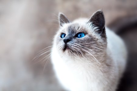 white and gray cat photo