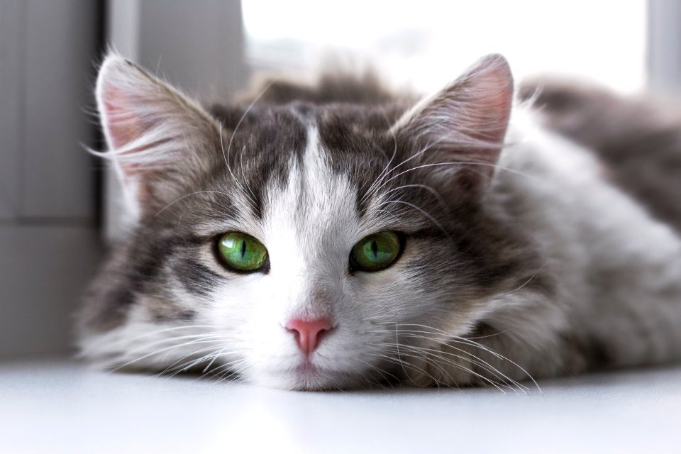 Cat, Rasskazovo, Russia