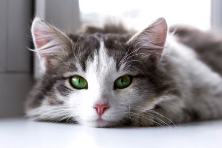 Cat, Rasskazovo, Russia