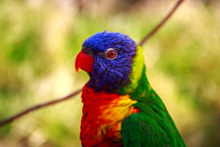 selective focus photography of blue, red, and green bird photo