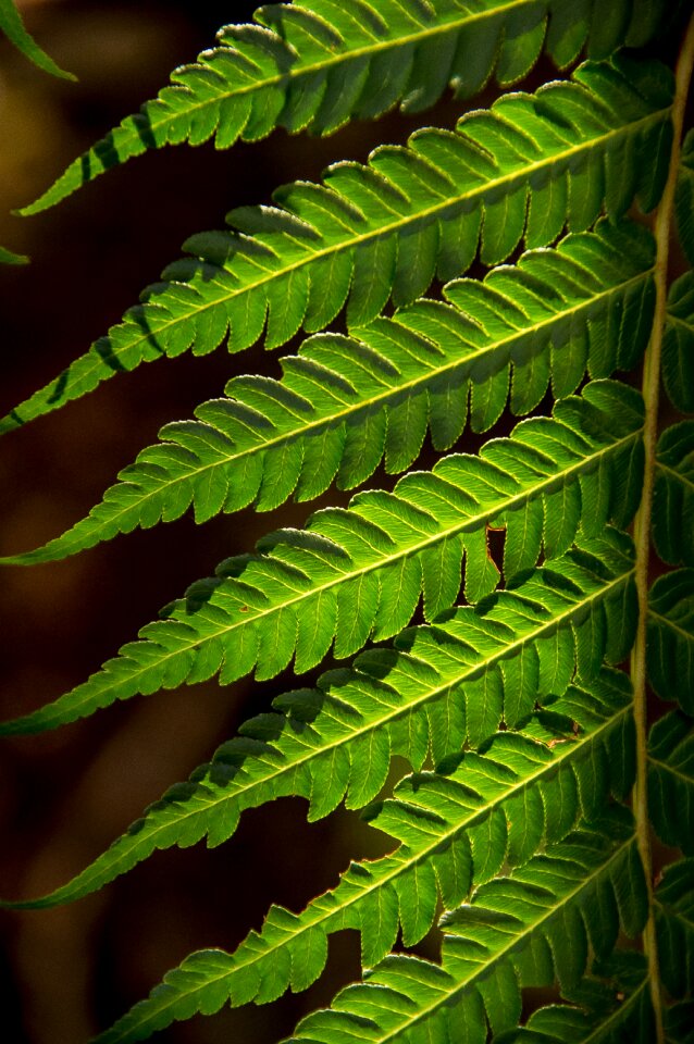 Forest queensland australia