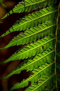 Forest queensland australia photo