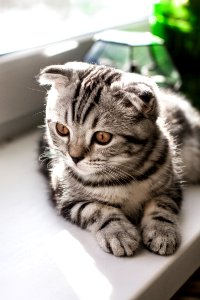 Cat, Tambov, Russia photo