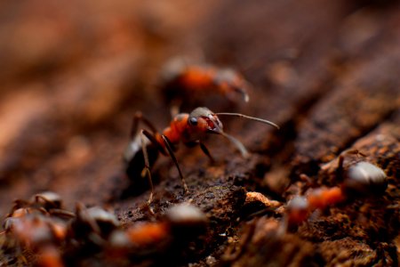 colony of fire ant photo