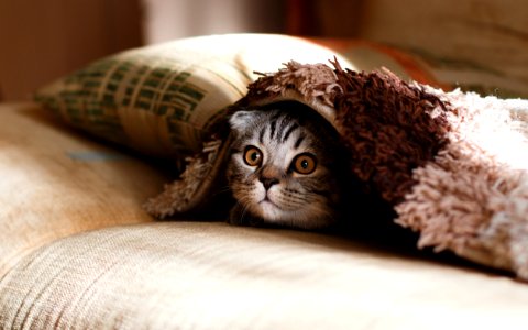 brown Scottish fold in brown thick-pile blanket photo