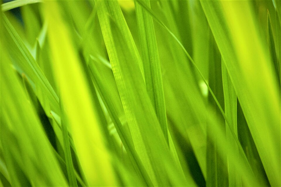 High grass green grass fresh