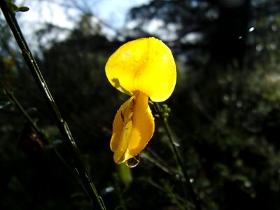 Nature yellow macro