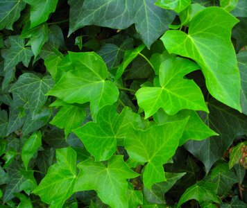 Climber plant hedera helix wall photo