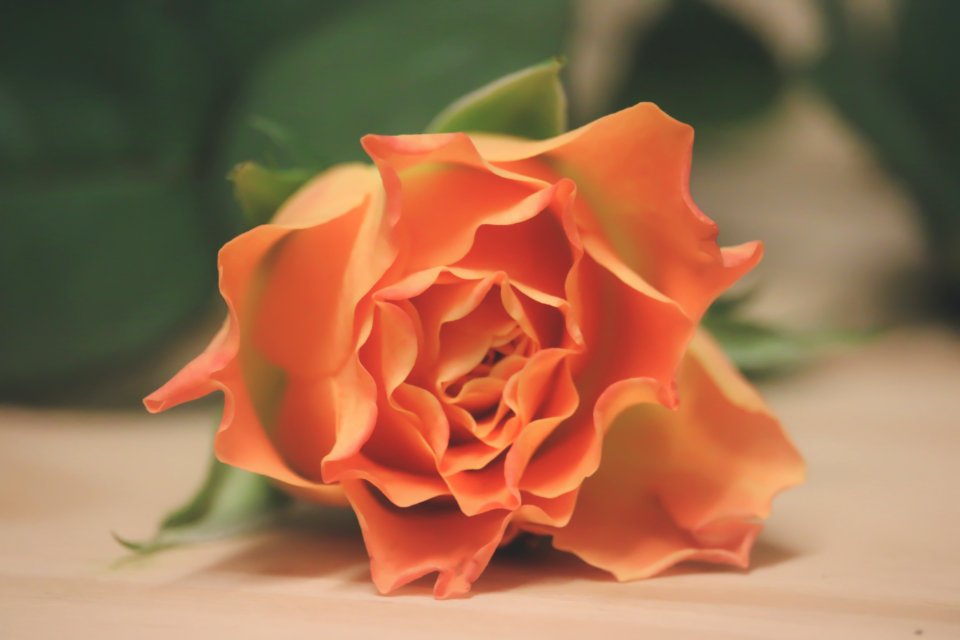 Orange plant, Rose plant, Plant