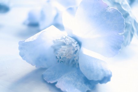 Soft petals, Blue petals, Fake blue flower photo