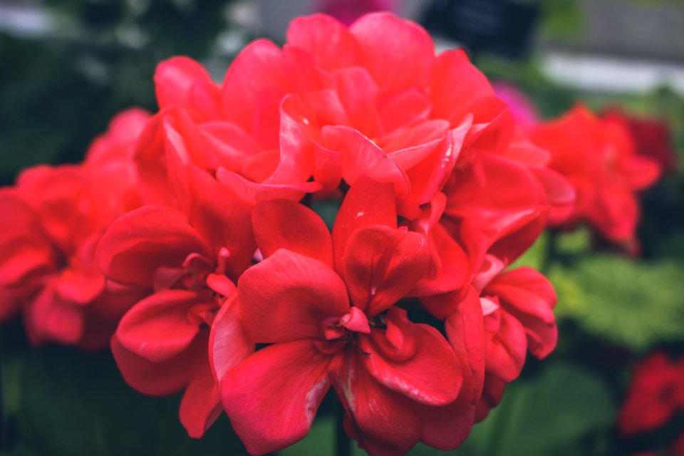 Birmingham botanical gardens, Bright flower, Macro plany