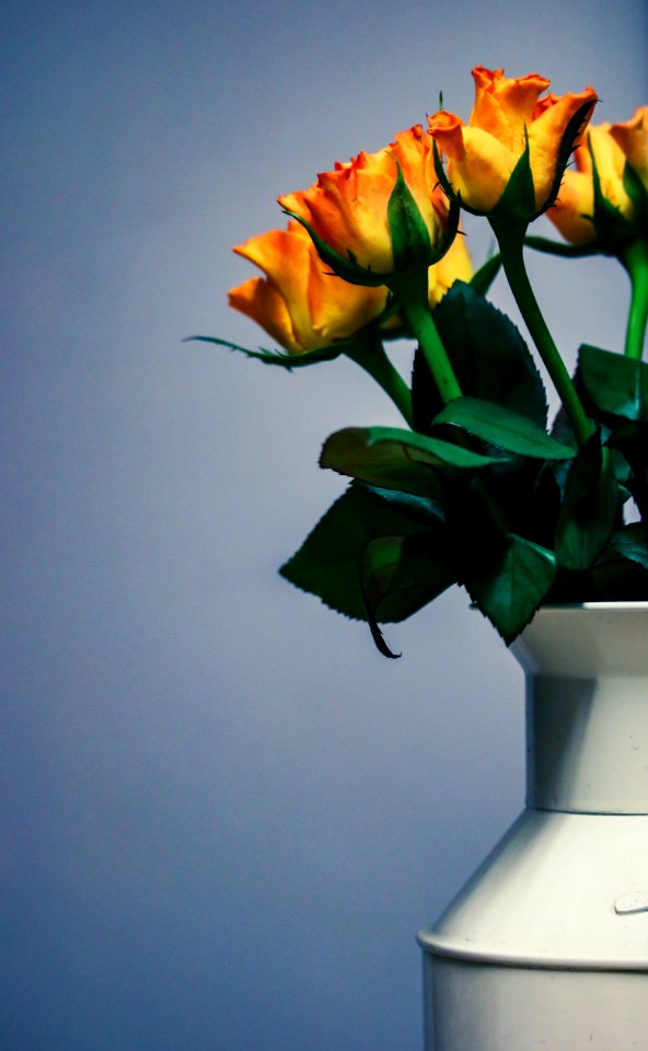 yellow, red, and green flowers on vase photo