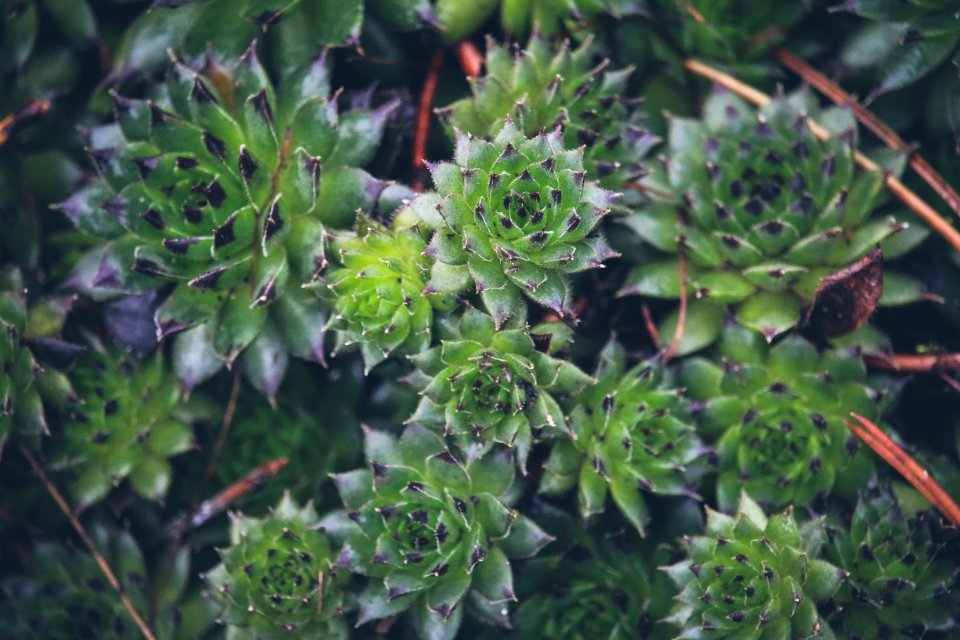 Birmingham botanical gardens, Edgbaston, United kingdom